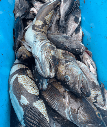 Fishes In A Container
